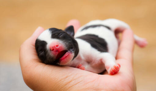 Een prachtige franse bulldog pup liggend op de hand van zijn baasje