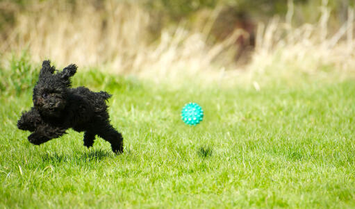 Een kleine, zwarte poedel die door het gras rent, achter zijn bal aan.