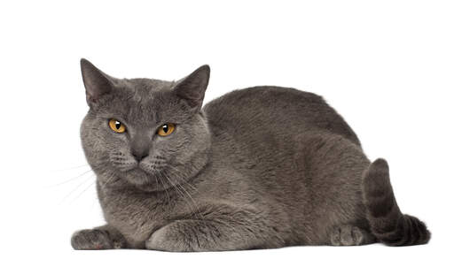 Een pluche gecoate chartreux liggende kat