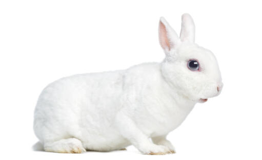 Een mini rex konijn met prachtige dikke witte vacht