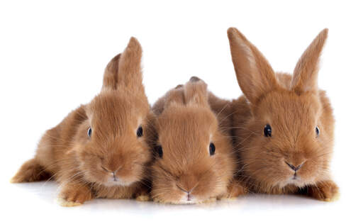 Drie prachtige kleine fauve de bourGogne konijntjes liggen bij elkaar