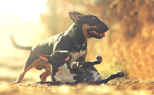 Twee lieve, kleine bull terriers die samen in de zon spelen