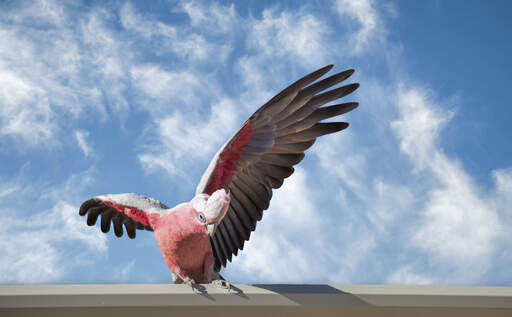 Een rose breasted galah