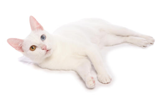 Khao manee kat liggend tegen een witte achtergrond