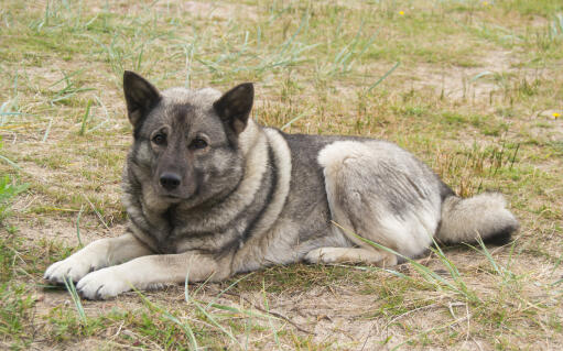 Norwegian-elkhound-lying-down