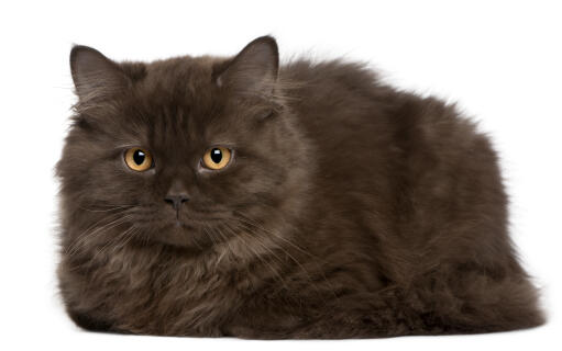 Een britse langhaar kat met een smokey grijze vacht