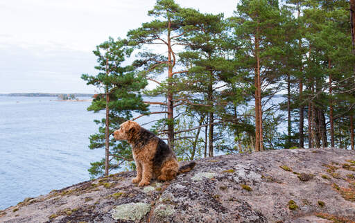 Een volwassen airedale terriër genietend van een rustpauze op de rotsen