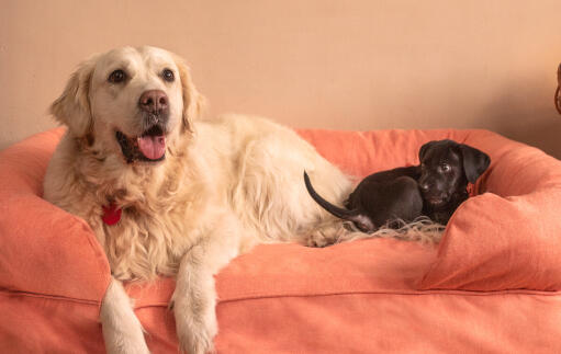 Een grote witte hond en een kleine zwarte hond op een groot roze 42 bolster bed