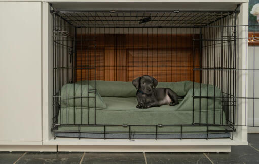 Een kleine zwarte hond in een kleine Fido Studio 24 met een groen bolsterbed erin en een kleerkast eraan vast.