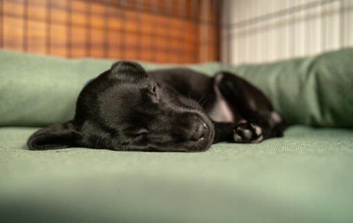 Een kleine zwarte hond slapend op een groen bolsterbed