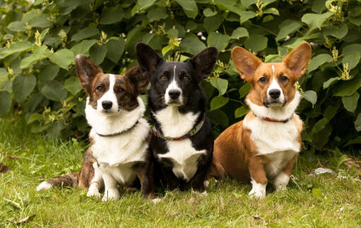 Drie volwassen pembroke welsh corgis, elk met een andere, prachtig gekleurde vacht