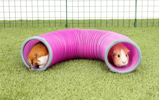 Twee cavia's verstopt in een tunnel.