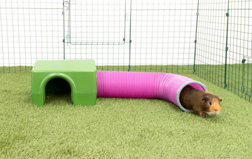 Cavia in groene Zippi schuilplaats en speeltunnel