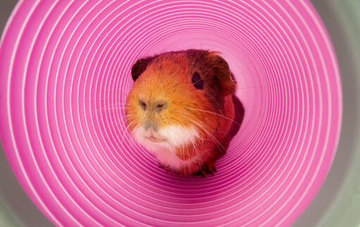 Cavia in Zippi speeltunnel