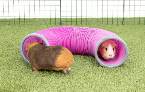 Cavia's in Zippi speeltunnel