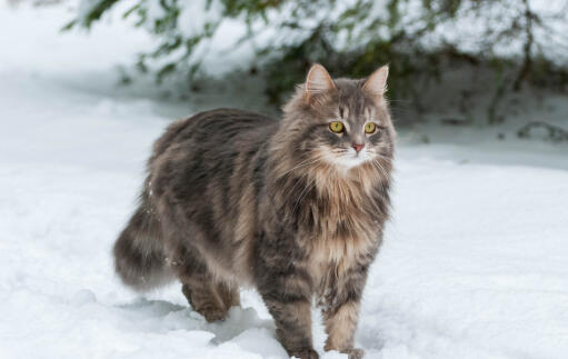 Siberische kat in de Snow