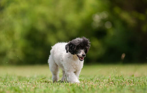 Een schattige, kleine chinese kuif puppy, wandelend over het gras