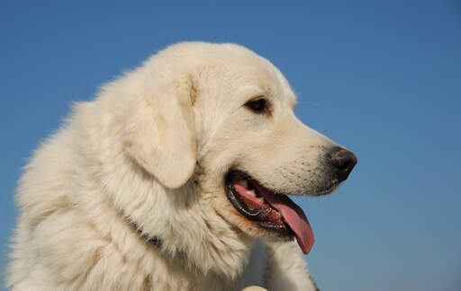 Een close up van het prachtige grote hoofd van een pyreneese berghond