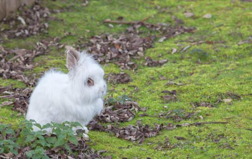 EenGokonijn met een ongelooflijke witte vacht en pluizige oren