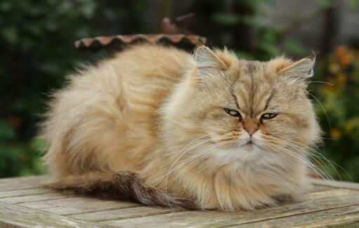 Een mooie Golden persian opgekruld buiten