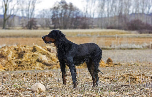 Een drijfnatte Gordon setter genietend van wat beweging buiten