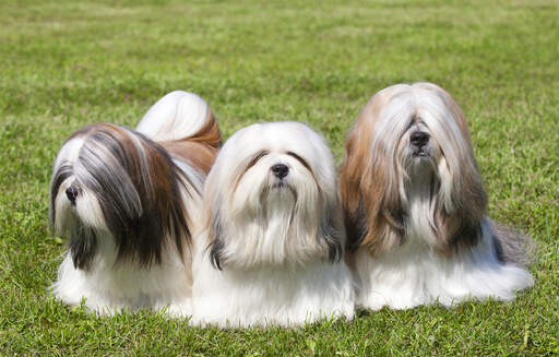 Drie prachtige, kleine lhasa apso's, genietend van elkaars gezelschap op het gras