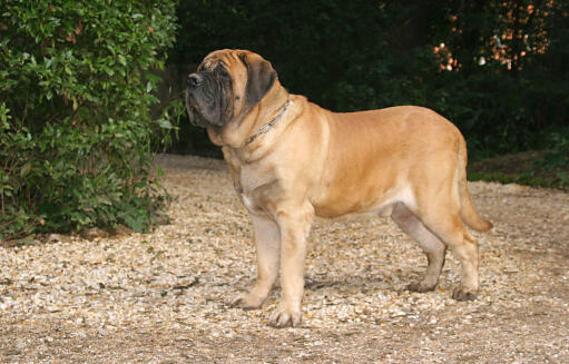 Mastiff-buiten