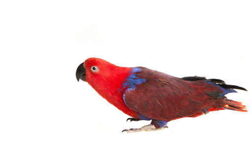Een eclectus papegaai met een prachtig, rood en blauw kleurenpatroon