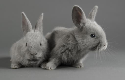Twee lila konijntjes tegen een grijze achtergrond