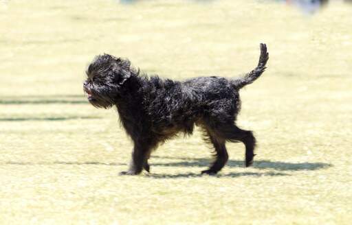 Een smerige kleine affenpinscher genietend van een wandeling