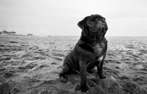 Een zwart-witte mopshond die netjes op het zand zit, wachtend op een commando