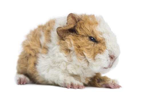 Een close up van het mooie gezichtje van een alpaca cavia