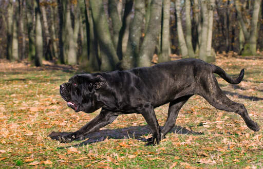 Het ongelooflijk lange en sterke lichaam van een neapolitaanse mastiff