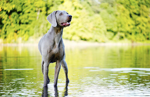 Een volwassen weimaraner die hoog in het water staat, wachtend op een commando