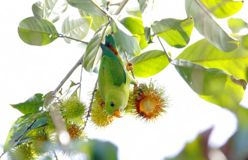 Een prachtige lentepapegaai hangend aan een fruitboom