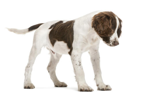 Een energieke engelse springer spaniel puppy met een hele zachte vacht