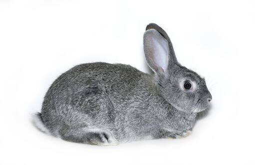 Chinchilla konijn tegen een witte achtergrond
