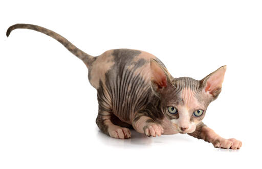 Een speels sphynx kitten