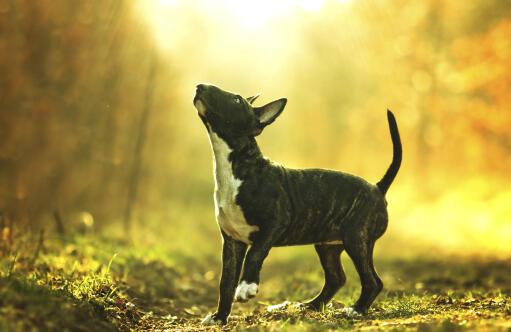 Een lieve, kleine, zwarte bull terrier spelend in de zon