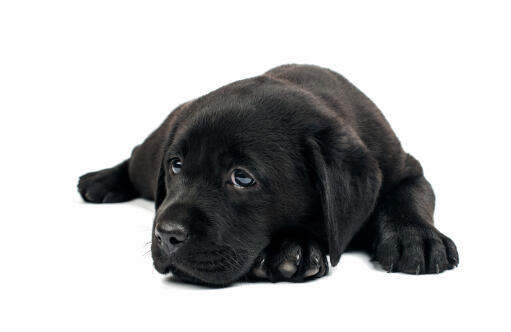 Een vriendelijke kleine labrador retriever puppy die netjes liegt