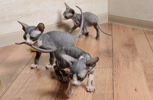 Sphynx kittens blij aan het spelen