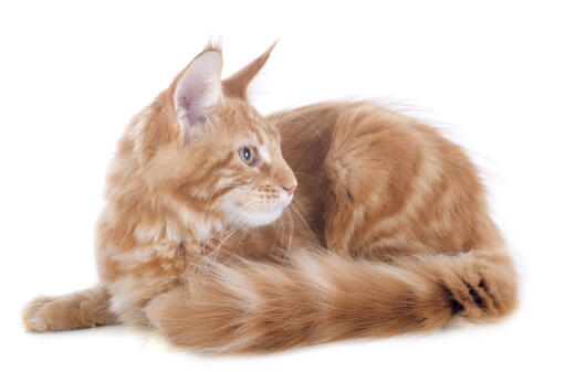 Een prachtige ginger tabby turkish anGora