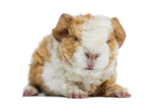 Een close up van een alpaca cavia's mooie kleine neus