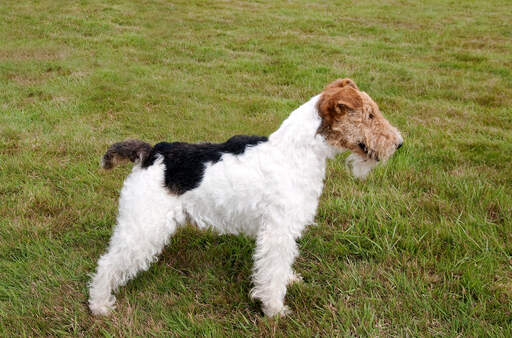 Een gezonde volwassen draad fox terrier pronken met zijn mooie, korte lichaam