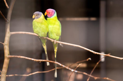 Twee prachtige pruimekop parkieten zitten samen in een boom