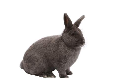 Een vienna konijn met mooie houtskool vacht
