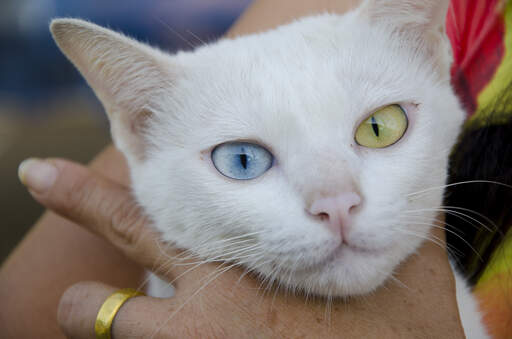 Een mooie khao manee kat met één geel oog en één blauw oog