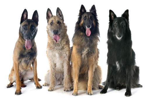 De vier soorten belgische herdershonden (groenendaeler, laekenois, malinois, tervueren)