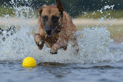 Een krachtige belgische herdershond (malinois) plonst in het water