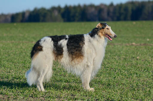 Een volwassen borzoi met een lange, rimpelige vacht, die rechtop staat